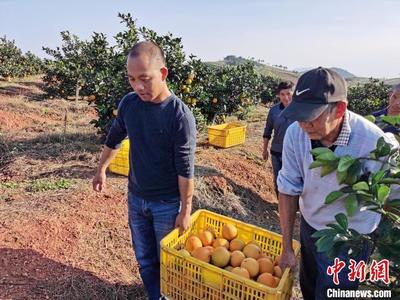 湖南道县品牌强农 助推脐橙产业发展